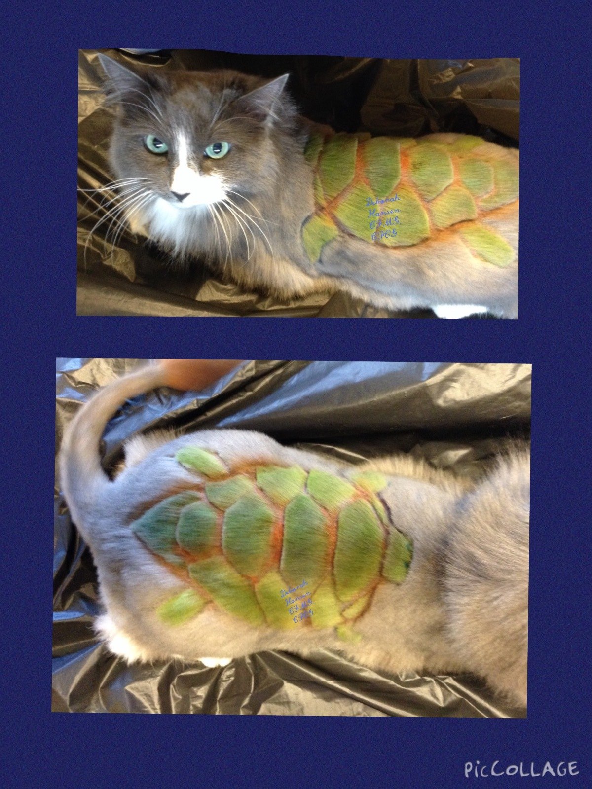 Sea Turtle, by Deborah Hansen, CFMG, CFCG, creative cat grooming