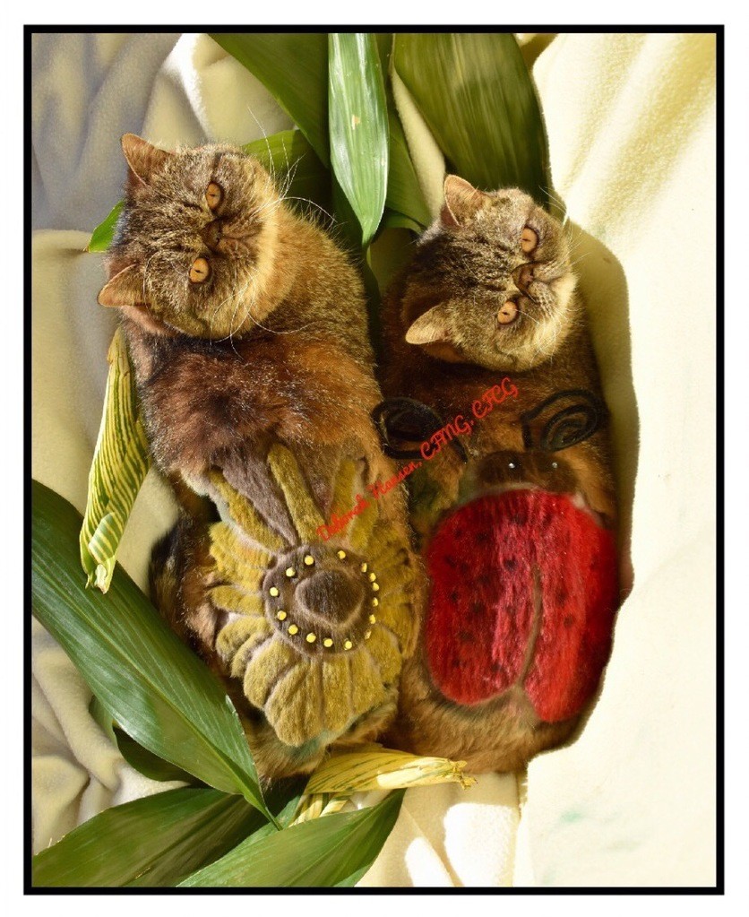 Sunflower and Lady Bug by Deborah Hansen, CFMG, CFCG, creative cat grooming