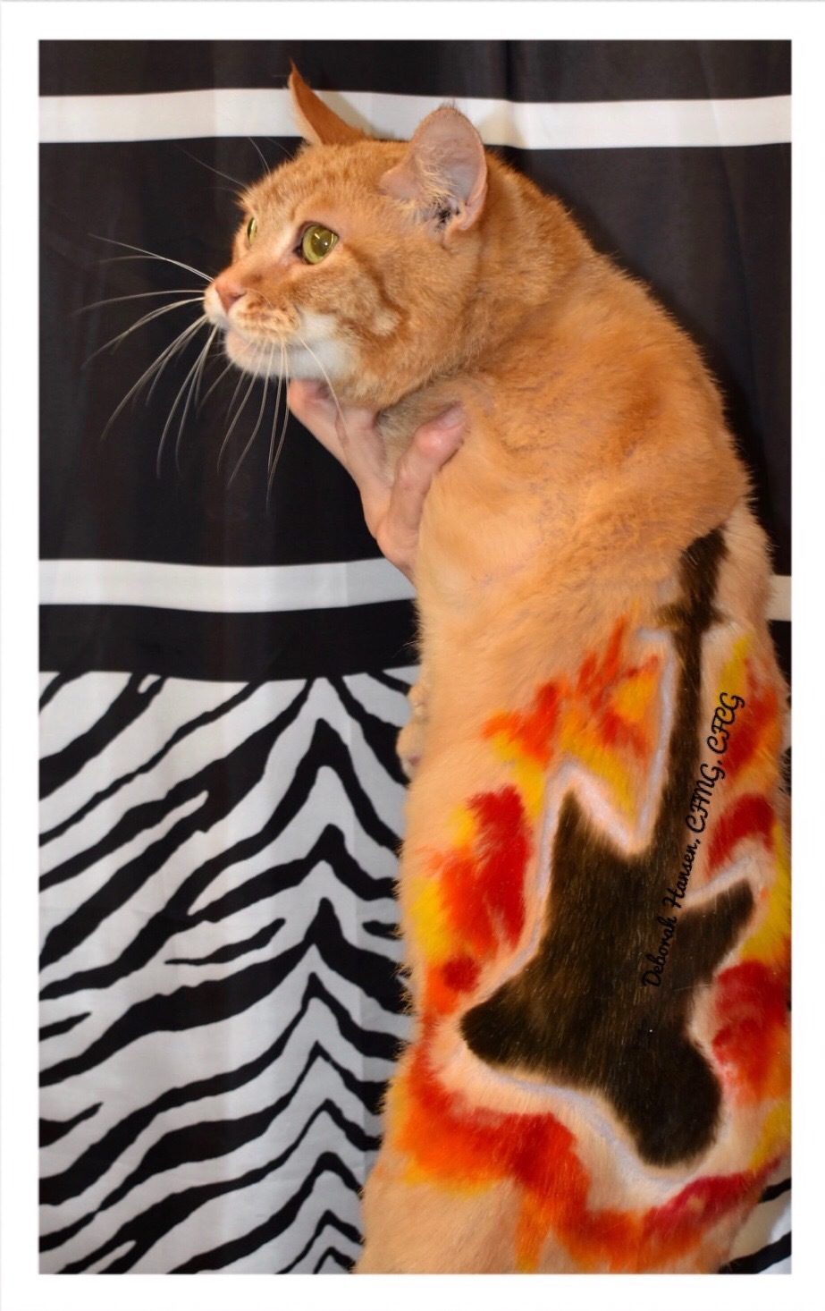 Rocker by Deborah Hansen, CFMG, CFCG, creative cat grooming