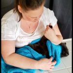 In Home Cat Grooming by Deborah Hansen