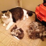 In Home Cat Grooming by Deborah Hansen
