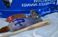 Dodger Cat by Deborah Hansen, CFMG, CFCG, creative cat grooming